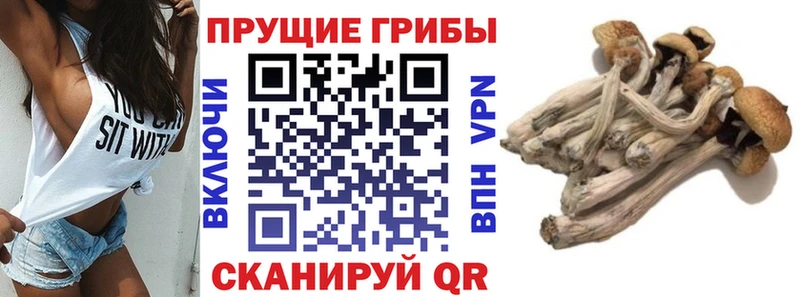 Галлюциногенные грибы ЛСД Купить Катайск